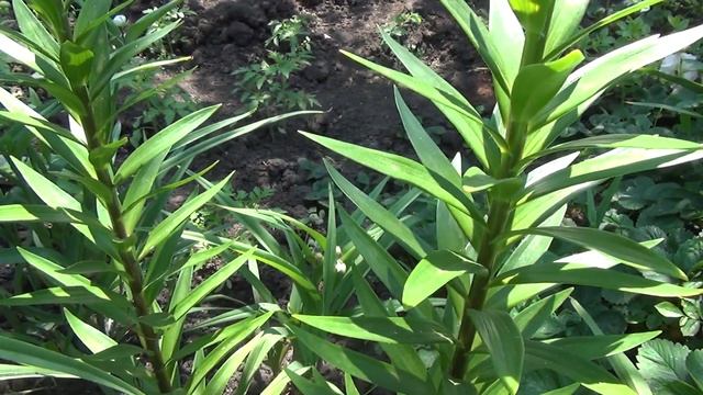 Как вырастить красивые лилии. смотреть онлайн