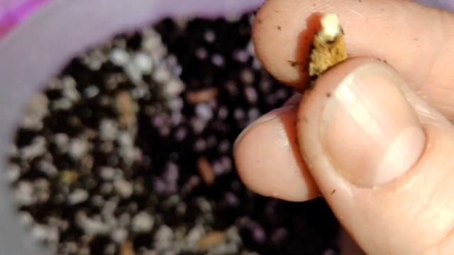 #Адениум Арабикум#От семян до росточков#как вырастить домашние сеянцы адениума смотреть онлайн