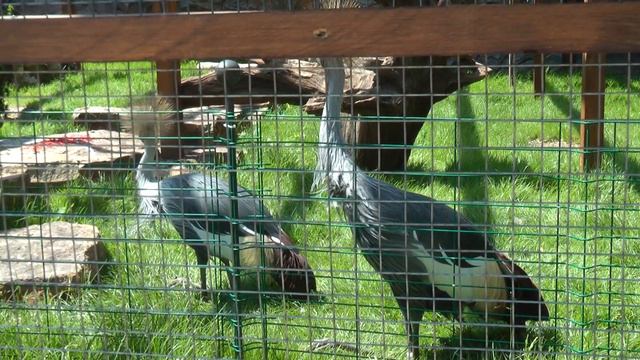 [ 8.ч.] 🐦 ПАРК - ЛОГА / Loga - Park / 2021.г. РОССИЯ 🇷🇺 смотреть онлайн