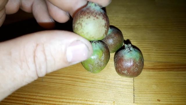 Сетка на яблоках, можно убрать или нет смотреть онлайн