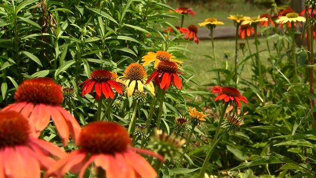 The hybrid coneflower makes a statement in your garden смотреть онлайн