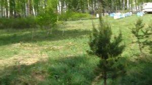 НАИЛУЧШИЕ ОБЛЁТНИКИ ДЛЯ СРЕДНЕРУССКОЙ ПЧЕЛЫ