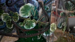 Йеменский хамелеон, самцы живут вместе