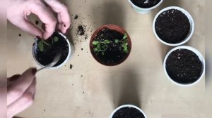 Как распикировать шалфей