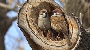 А. Фет "Задрожали листы облетая..." стихотворение с видеорядом