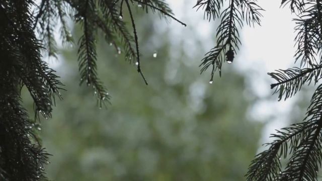 мы родились в сибири//обзор на позор// смотреть онлайн