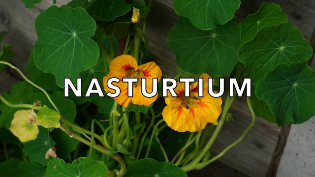 BEST HANGING BASKET || BEST PLANTS FOR HANGING BASKET || TIPS FOR GARDENING || LONDON TAMIL VLOGS смотреть онлайн