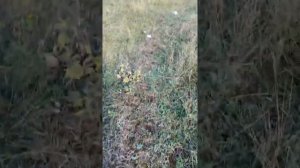 Грибы Крыма. Шампиньоны, белый горный