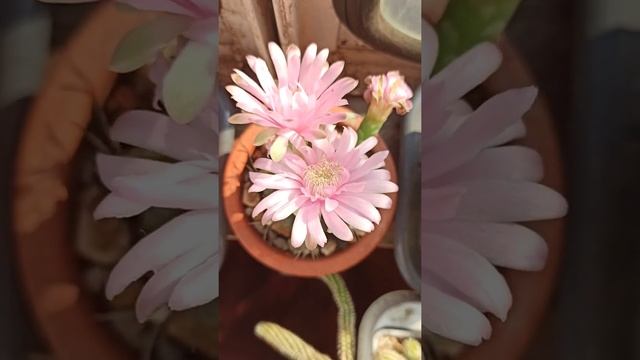 цветущий кактус GYMNOCALYCIUM FRIEDRICHII