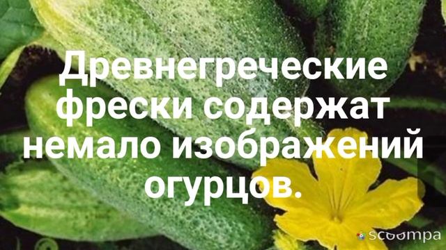 Интересные факты об огурцах.Часть 2☝️? смотреть онлайн
