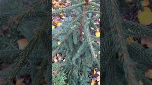 ЕЛЬ ОБЫКНОВЕННАЯ “FROHBURG” ОСЕНЬЮ