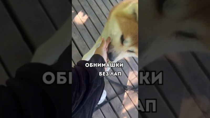 У кого как обнимашки, а у нас такие - без лап #обнимашки #животные #собакаулыбака