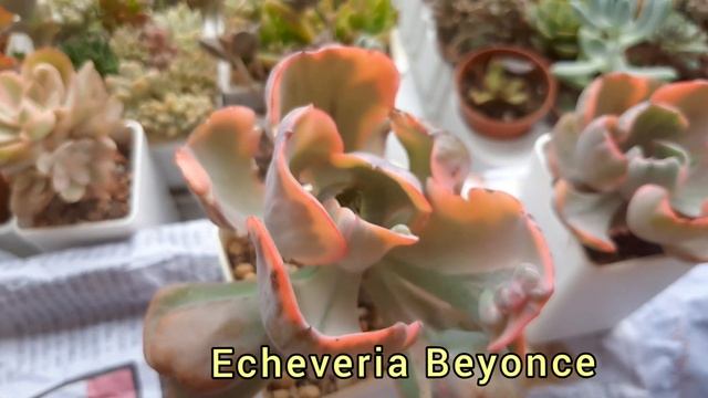 Echeveria Beyonce.  Особенности вида.