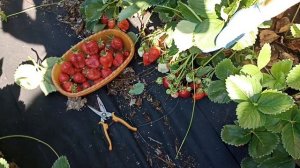 1 кг с куста- реальность