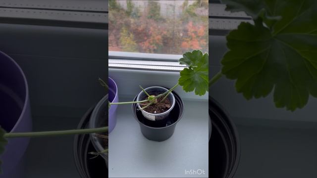 Обзор черенков пеларгоний❤️ #пеларгония #flowers #цветоводство смотреть онлайн