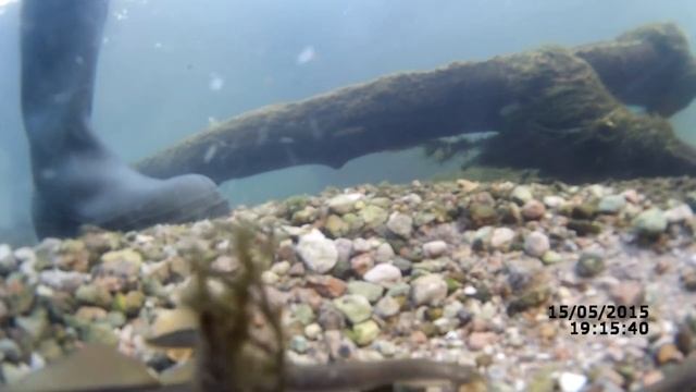 #Подводная съемка -1 | Минога в микроречке смотреть онлайн