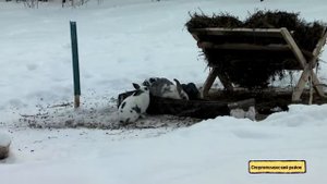 Лосиная ферма в Стерлитамакском районе РБ