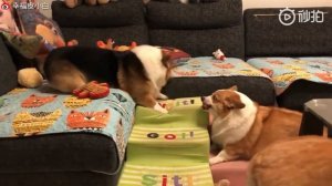 Вражда корги #3