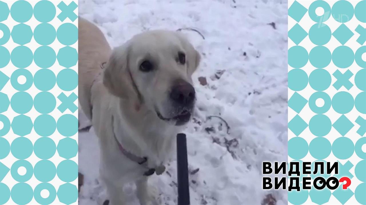 Ретривер, который умеет столбенеть. Видели видео? Фрагмент выпуска от 19.01.2020