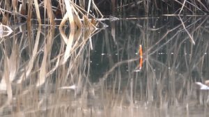 Рыбалка на поплавок в январе. My fishing