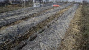 подготовка грядок под ранний картофель