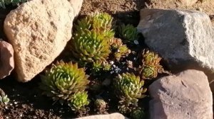 Мои лесные растения в саду! My forest plants in the garden!