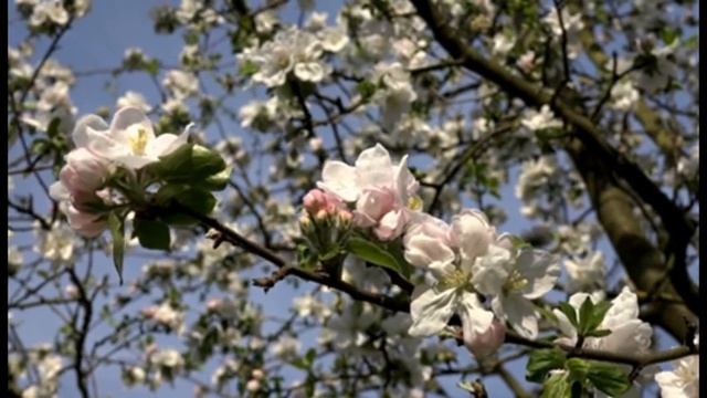 + Богородице Дево, радуйся 150 раз #незримый щит смотреть онлайн