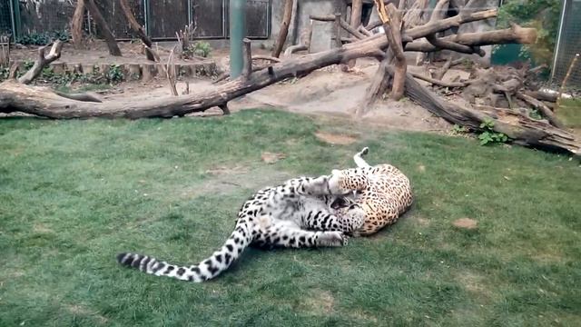Мило дерущиеся леопарды смотреть онлайн