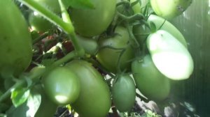 ТОМАТ ЧЕЛНОК ОЧЕНЬ СТАРАЕТСЯ! Ольга Чернова.