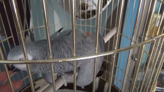 Обучение русскому языку попугая в клетке