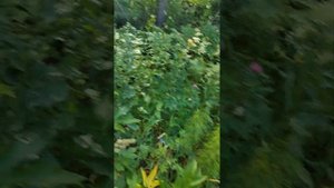 Сбор лекарственных трав в июле: володушка золотистая, короставник полевой и другие