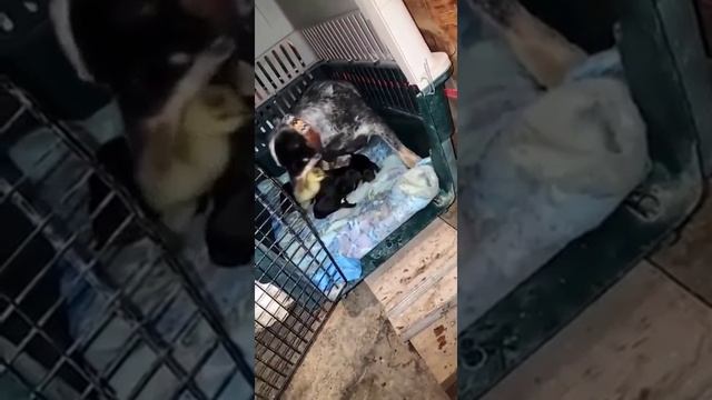 щенок не будет стоять на месте.mp4 смотреть онлайн