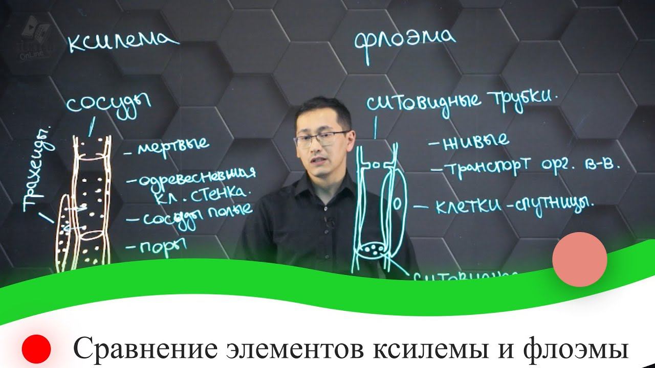 Сравнение элементов ксилемы и флоэмы. 7 класс.