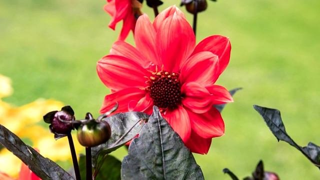 5 Variedades De Dahlia Más Hermosas