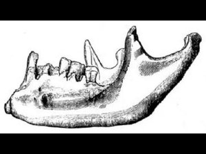 64.2 ФОКСХОЛЬСКИЕ ПЛЕМЕНА