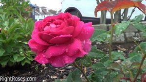 GABRIEL OAK ROSE REVIEW | THE RIGHT ROSES | DAVID AUSTIN 2019