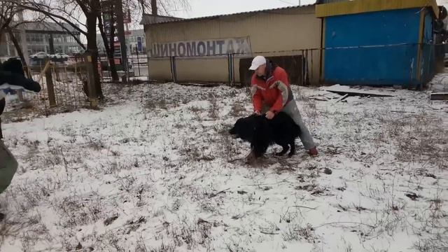 Черная длинношерстная немецкая овчарка - HUMMER! Black longhaired german shepherd! смотреть онлайн