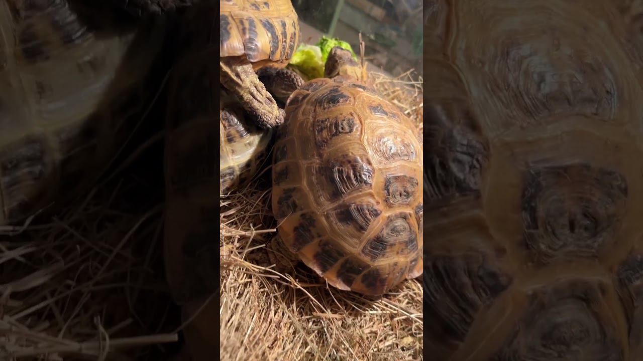 ЕДА #shortvideo #москва #zoolife #экзотика #zooanimals #зверьёмоё #zoo #черепаха #ужин #едимдома