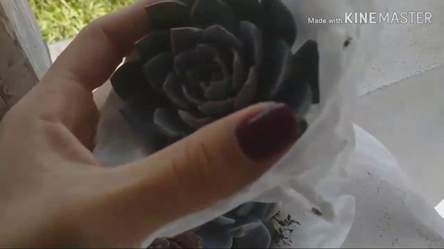 Novas mudas Echeveria Difractens E. Orange Monroe смотреть онлайн