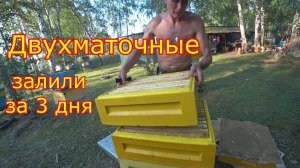 ДВУХМАТОЧНЫЕ! ЗАЛИВАЮТ мёдом  КАРНИКА на Медосборе!