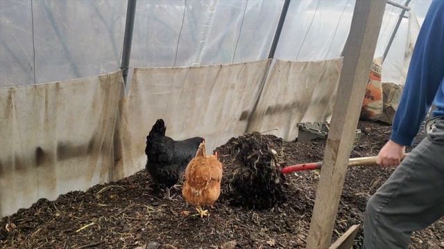 Chicken Composting - Maximize Feeding AND Composting смотреть онлайн
