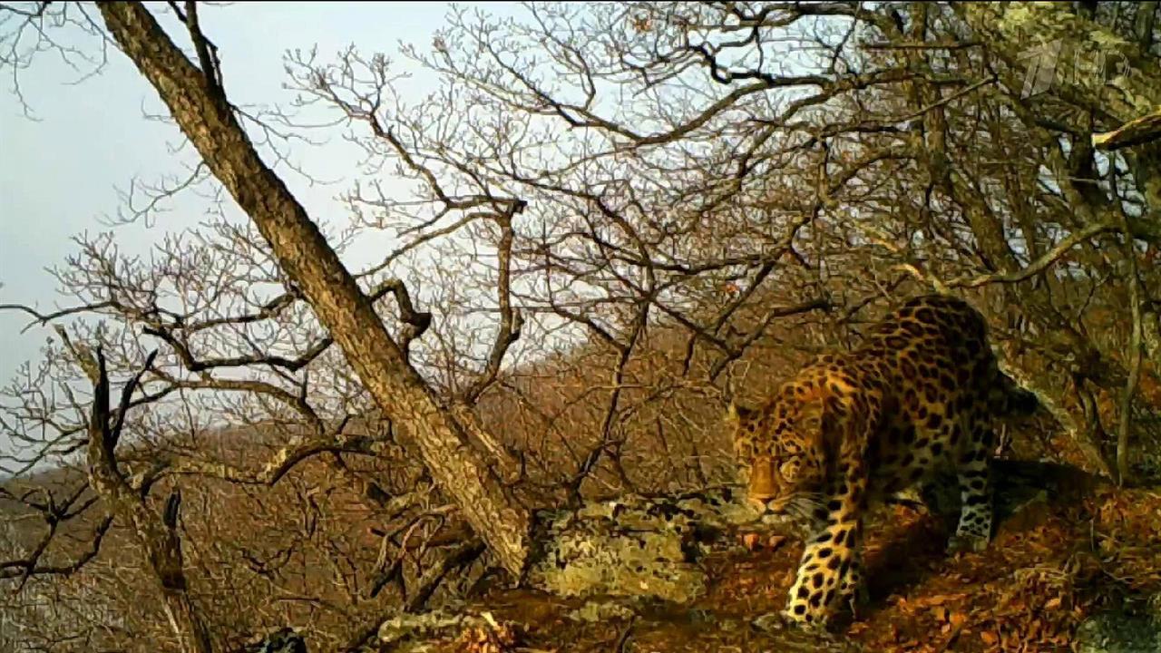Старейший в Приморье заповедник отмечает 100-летний юбилей