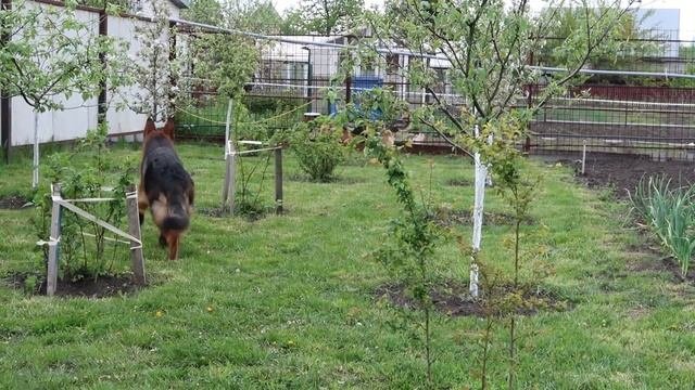 Ограждения от собак//спасение грядок от собак//собаки и огород