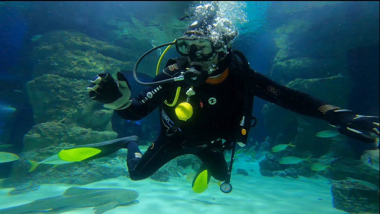 Дайвинг в аквариуме (Москвариум) смотреть онлайн