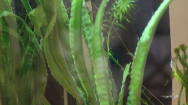 БОЛЬШОЙ АКВАРИУМ! НАШ ВТОРОЙ АКВАРИУМ! ЖЕМЧУЖНЫЕ ГУРАМИ, ДАНИО и ПЕТУШКИ смотреть онлайн