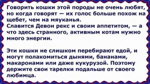 Девон Рекс, Породы Кошек, описание, уход