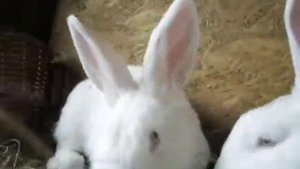 кролики породы новозеланская белая, возраст 3 месяца и 1 неделя от роду.