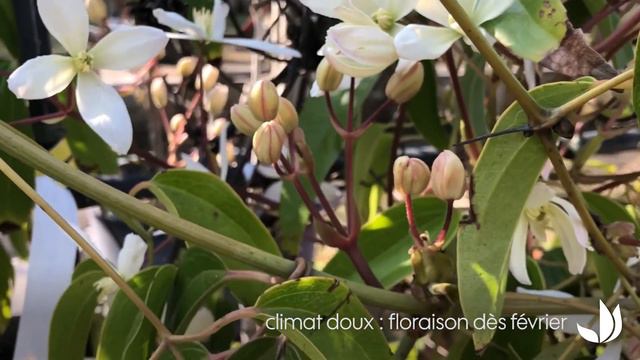 Une clématite parfumée et précoce : plante grimpante clematis armandii - Truffaut