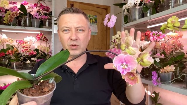 цветоносы орхидей остановятся / орхидеи после пересадки / ОРХИДЕЯ НАЧУДИЛА