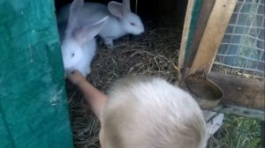 Как пищит кролик Тихон пугает животных